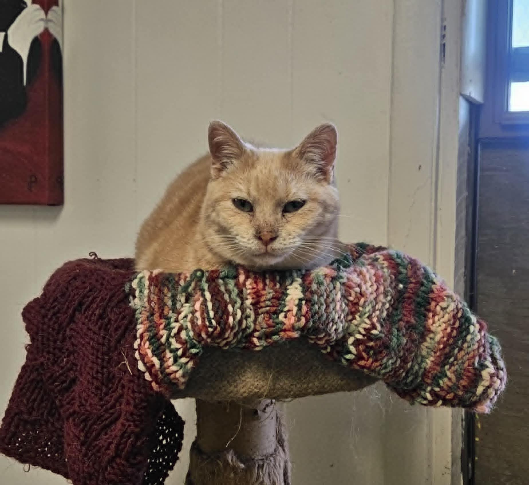 Cashew, a Adoptable Domestic Short Hair in Wapakoneta, OH image 1/6