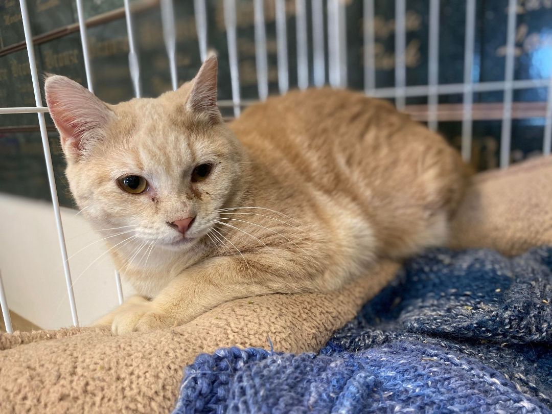 Cashew, a Adoptable Domestic Short Hair in Wapakoneta, OH image 5/6