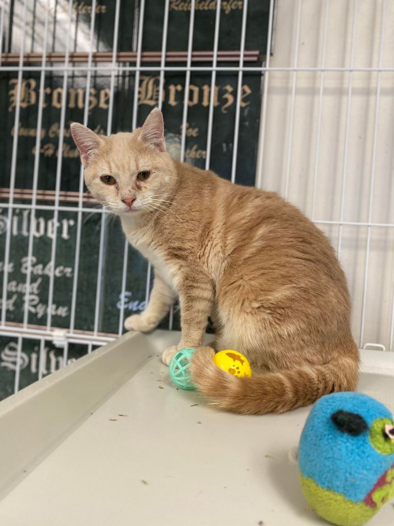 Cashew, a Adoptable Domestic Short Hair in Wapakoneta, OH image 6/6