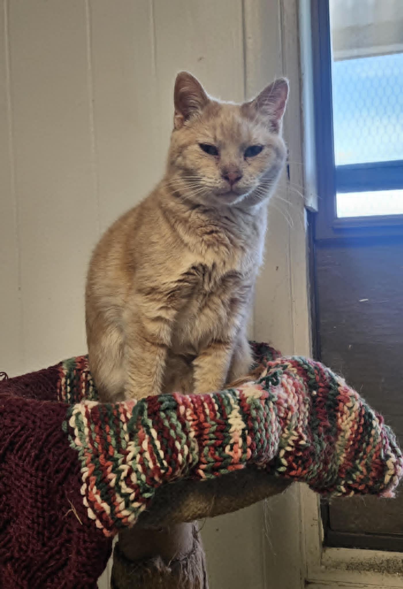 Cashew, a Adoptable Domestic Short Hair in Wapakoneta, OH image 2/6