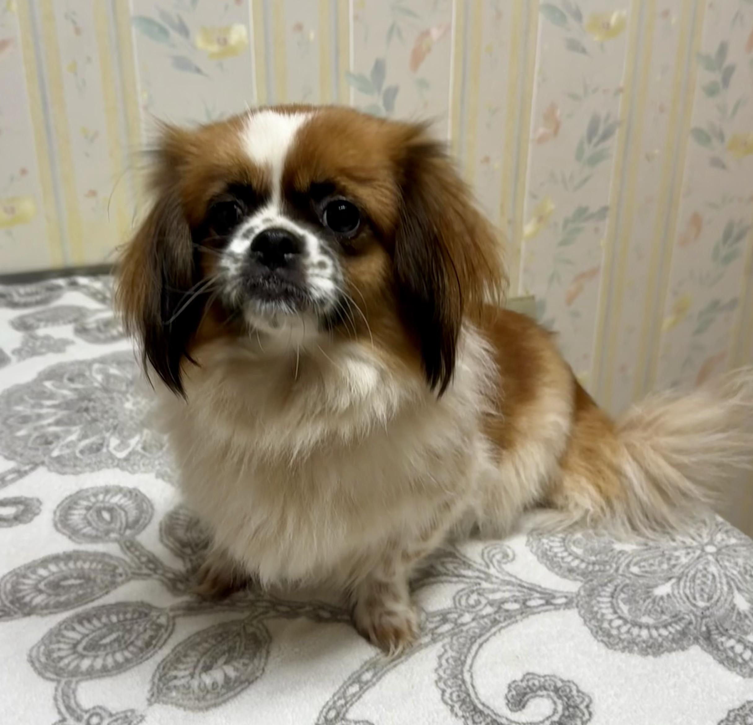 Tashi, a Adoptable mixed breed in San Jose, CA image 1/2