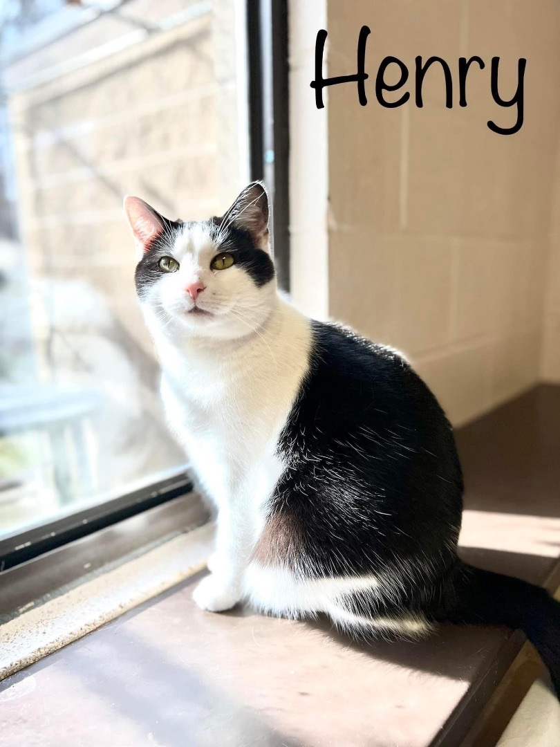 Henry, a Adoptable Domestic Short Hair in Springfield, OH image 1/5