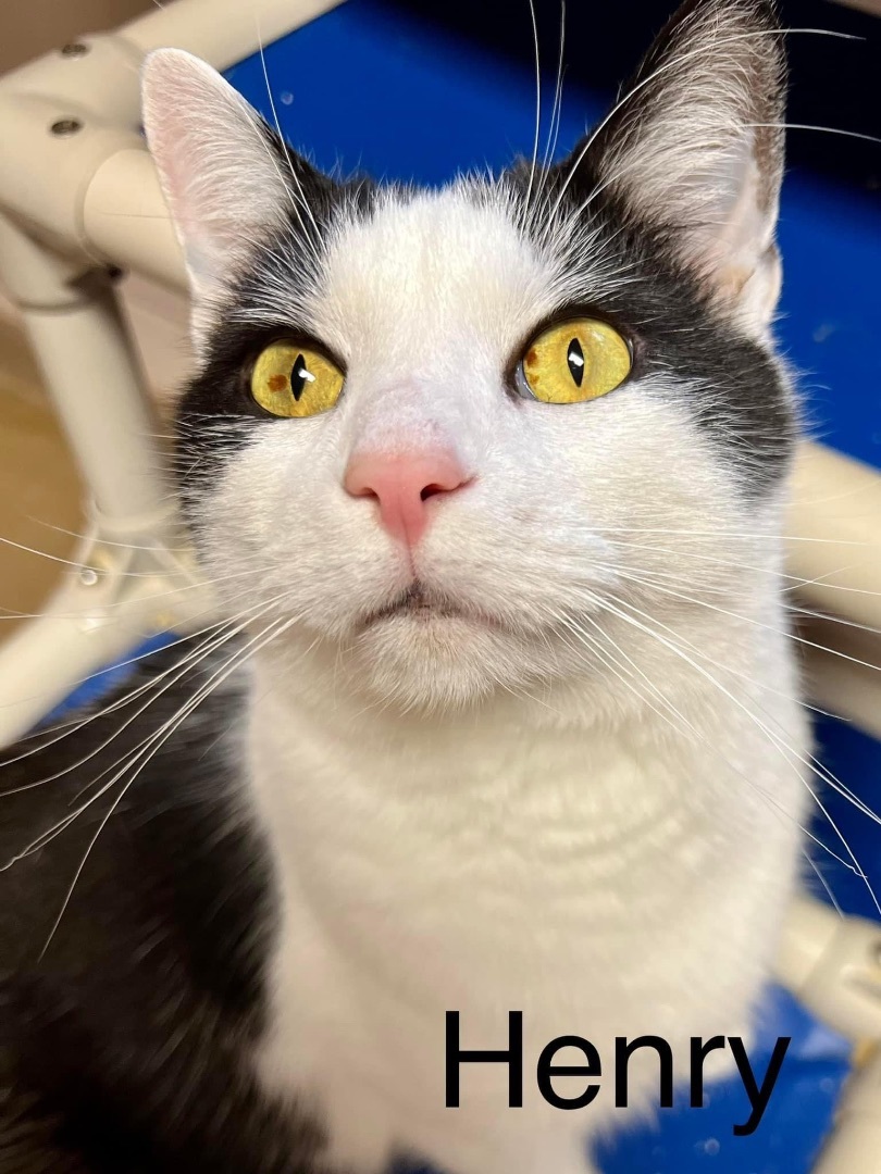 Henry, a Adoptable Domestic Short Hair in Springfield, OH image 2/5