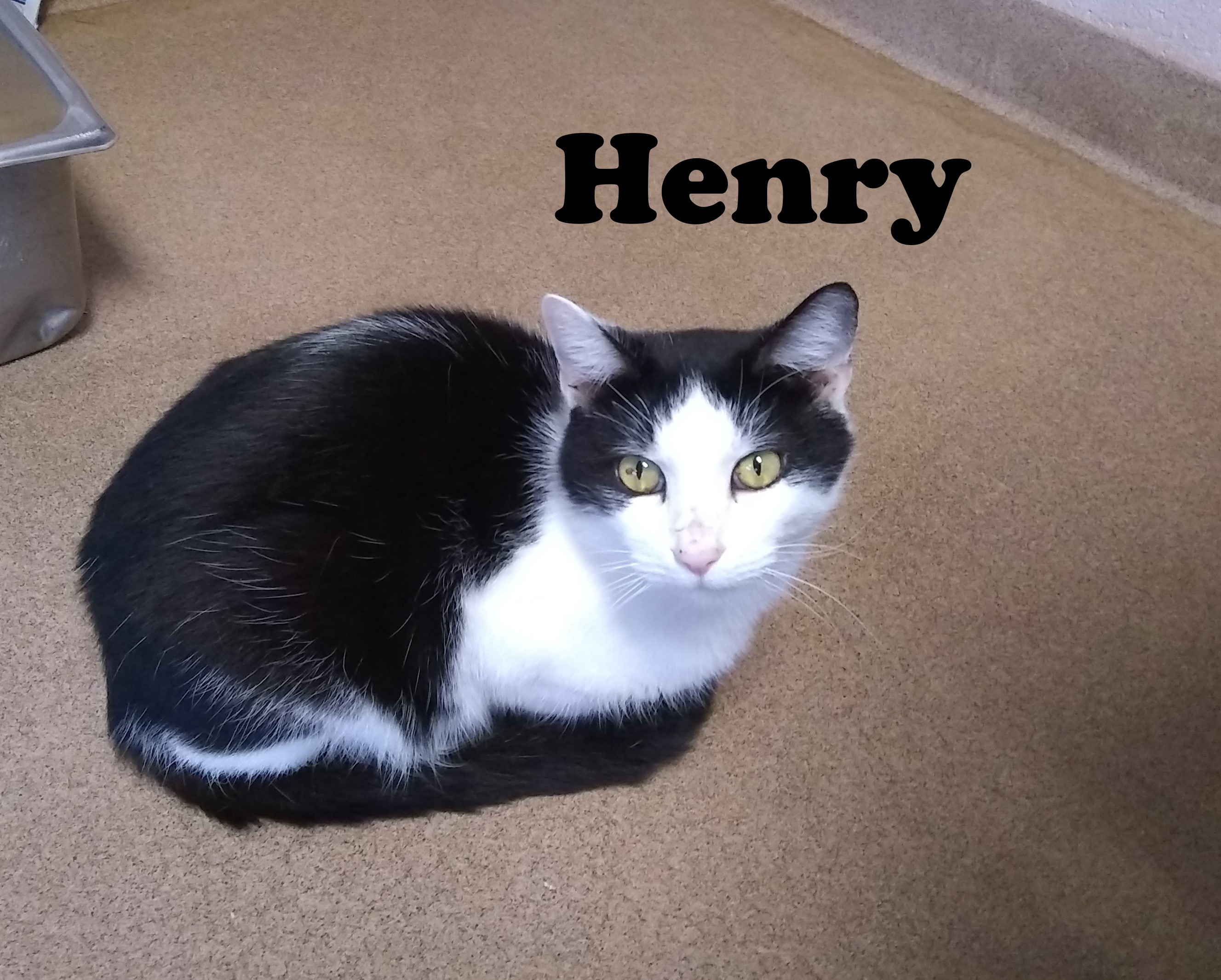 Henry, a Adoptable Domestic Short Hair in Springfield, OH image 3/5