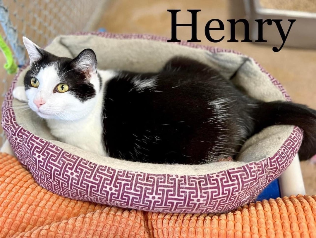 Henry, a Adoptable Domestic Short Hair in Springfield, OH image 4/5