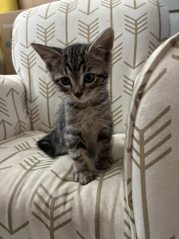 Stefan, Adoptable, Kitten Male Tabby.