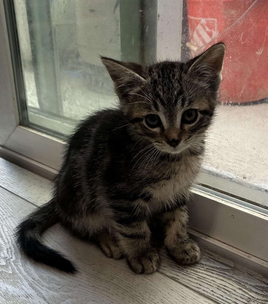 Enlarge Stefan, a Adoptable Tabby in Pinole, CA image 2/6