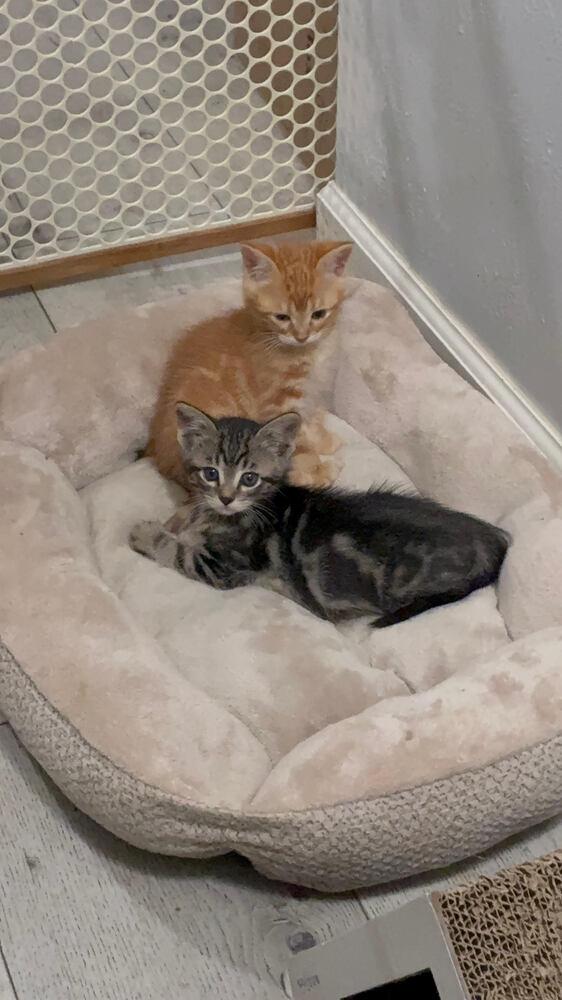 Enlarge Stefan, a Adoptable Tabby in Pinole, CA image 4/6