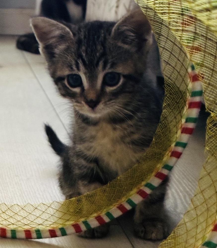 Enlarge Stefan, a Adoptable Tabby in Pinole, CA image 5/6
