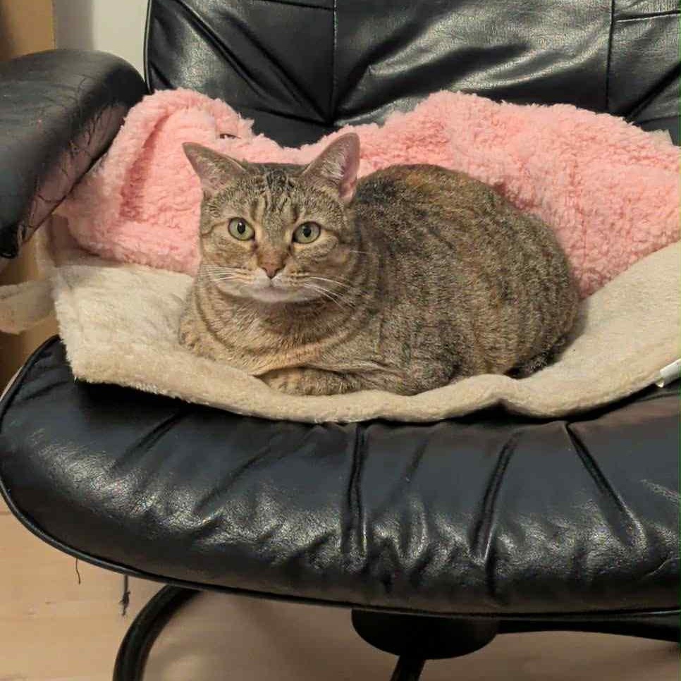 Billie is in Seattle!, an adoptable Abyssinian in Redmond, WA image 1/6