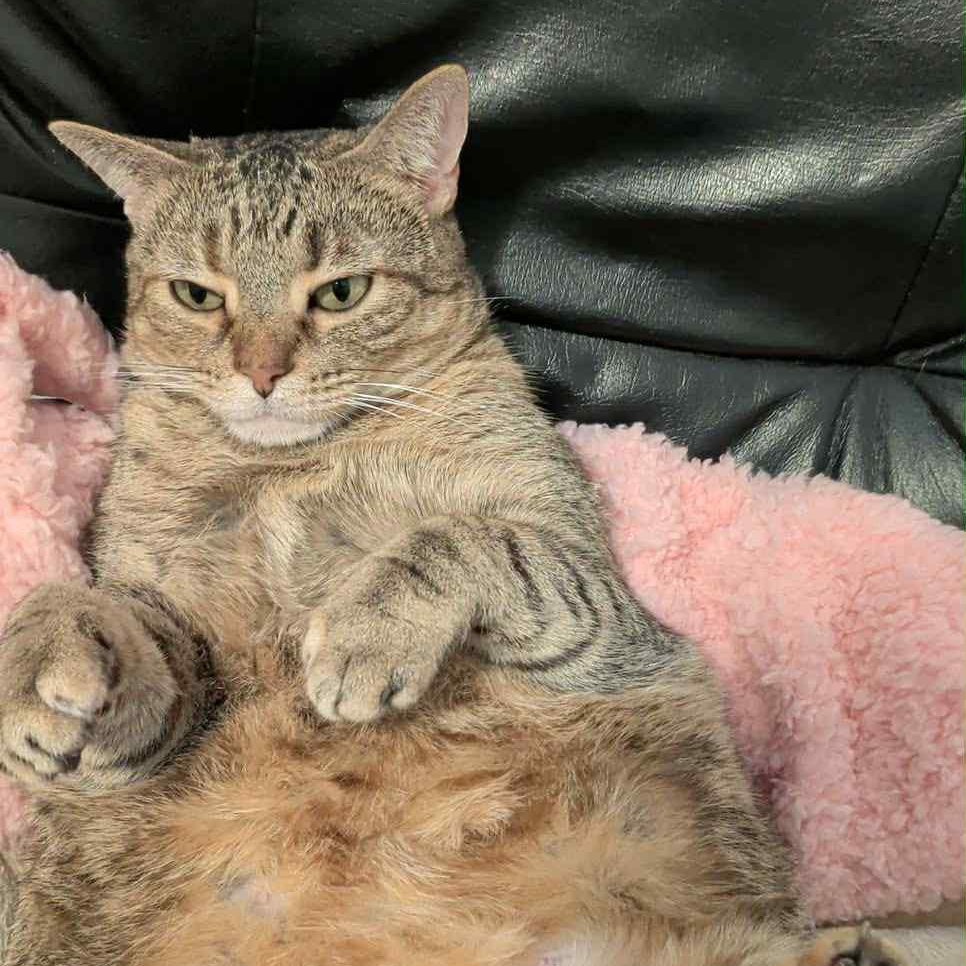 Billie is in Seattle!, an adoptable Abyssinian in Redmond, WA image 6/6