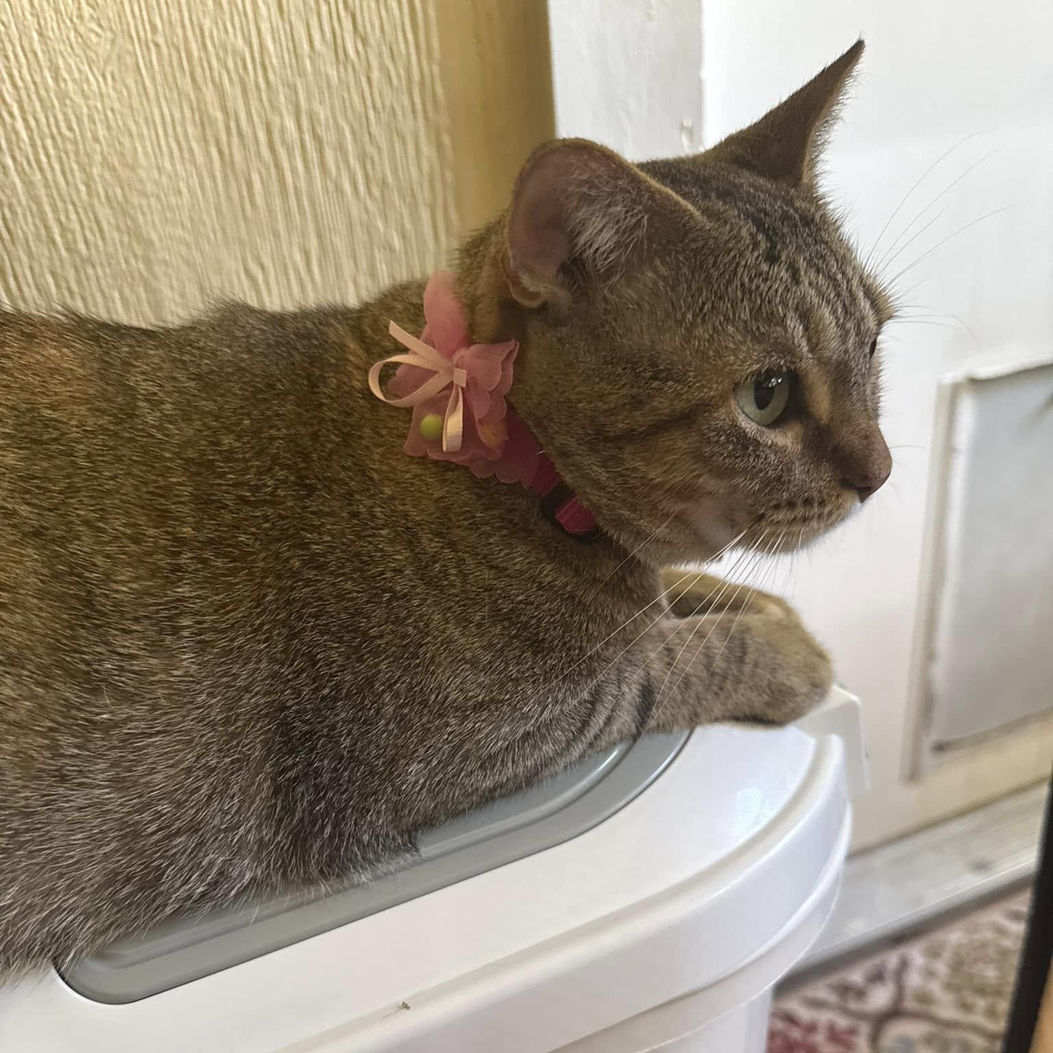 Enlarge Billie, an adoptable Abyssinian in Redmond, WA image 4/5