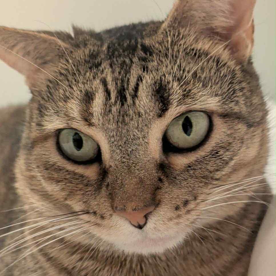 Billie is in Seattle!, an adoptable Abyssinian in Redmond, WA image 5/6