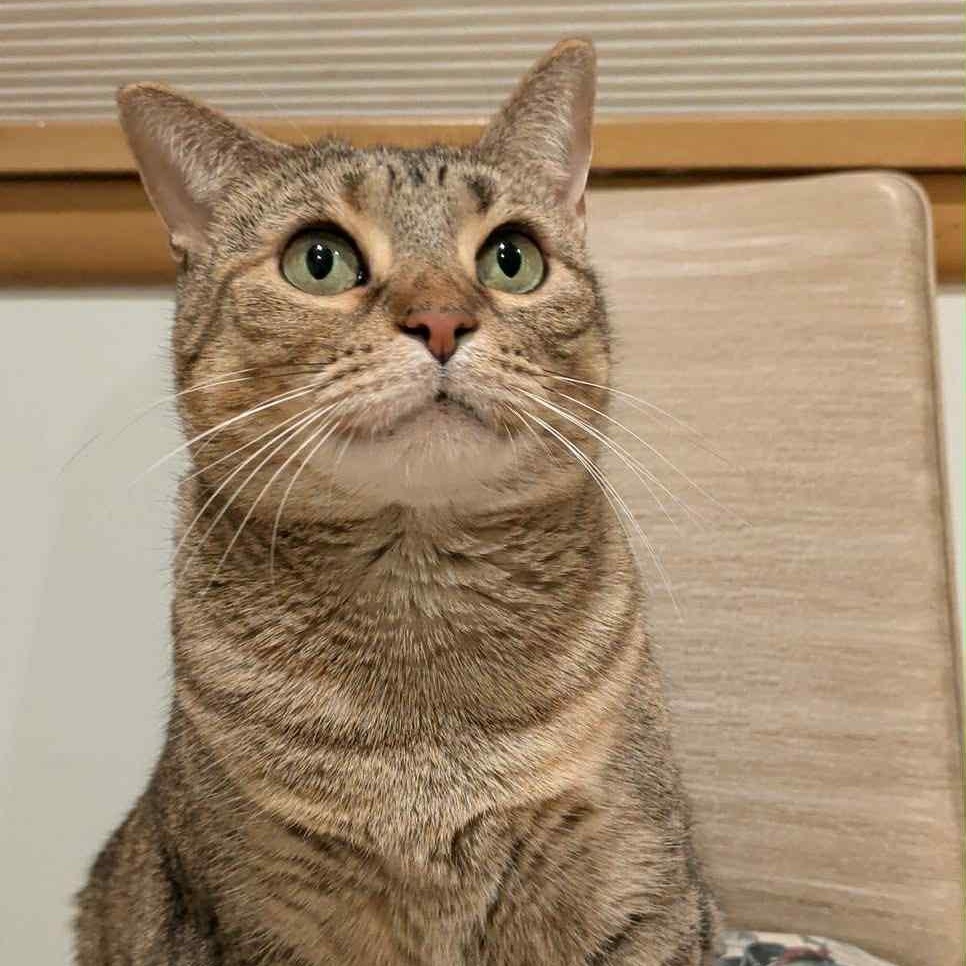 Billie is in Seattle!, an adoptable Abyssinian in Redmond, WA image 4/6