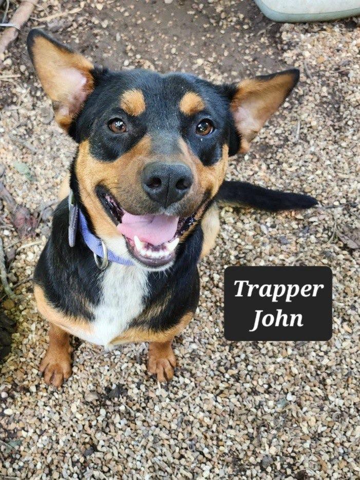 Enlarge Trapper John, a Adoptable mixed breed in Buffalo, MO image 1/1