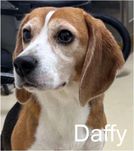 Daffy, ADOPTABLE, Young Female Beagle.