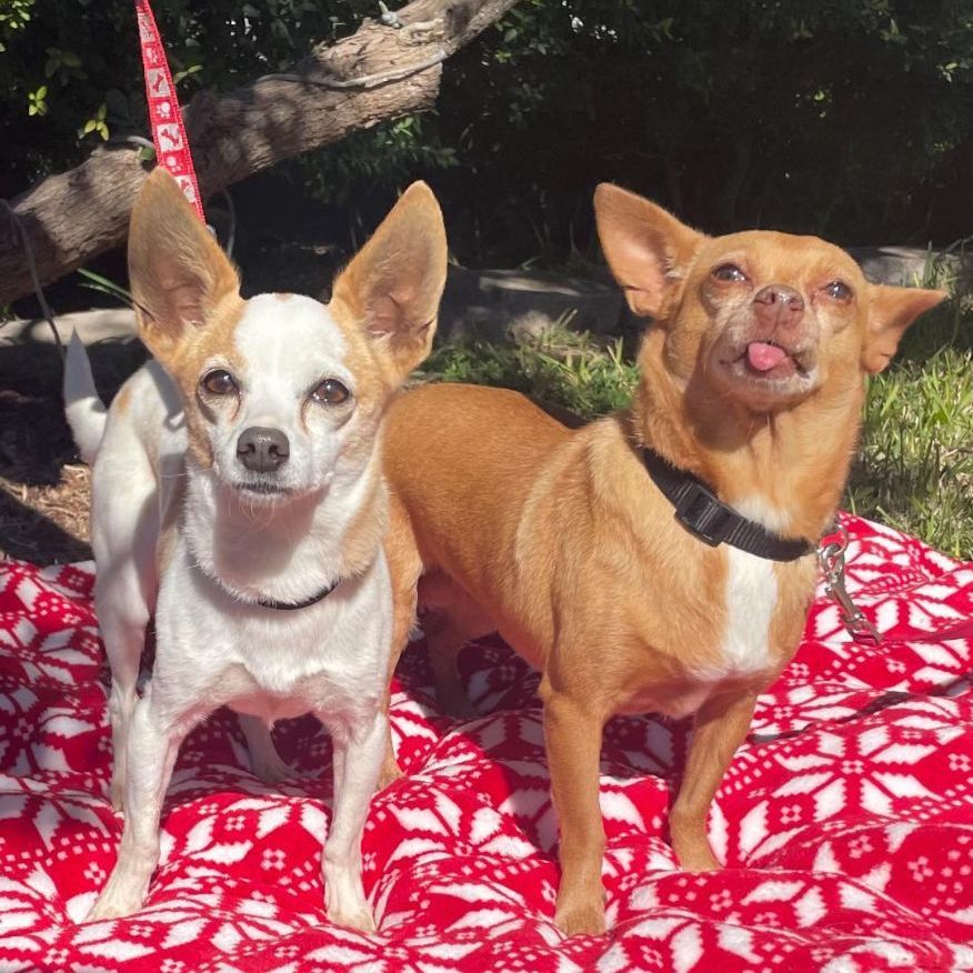 Dog for adoption Red and Lucky, a Chihuahua Mix in Bothell, WA