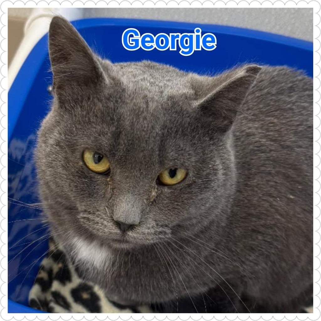 Georgie, Adopted, Adult Male Domestic Short Hair.