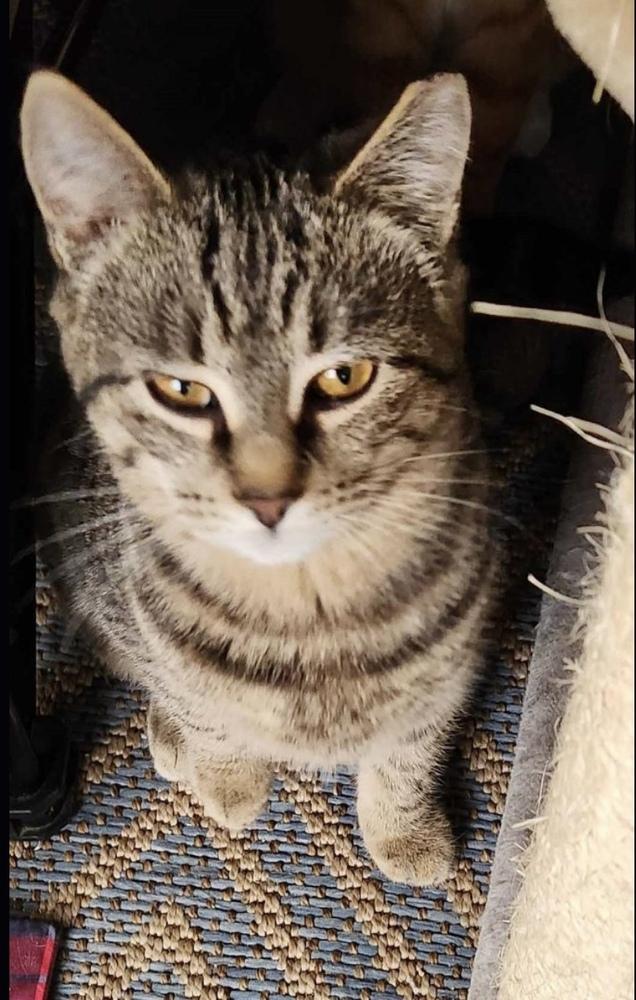 Holly, Adoptable, Young Female American Shorthair & Tabby.