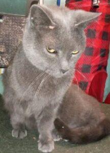 Willow, ADOPTABLE, Adult Female Russian Blue.