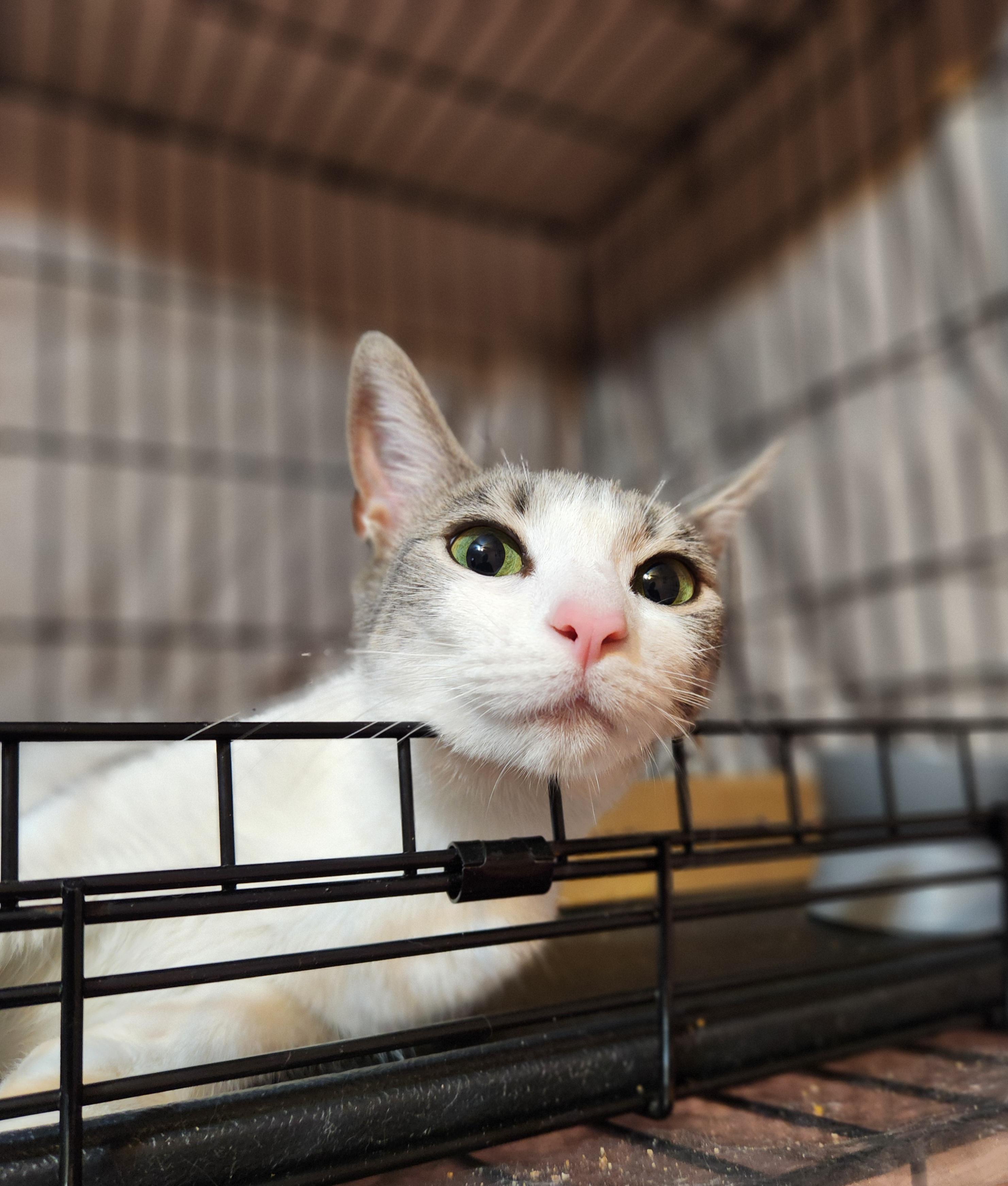 Missouri, a Adoptable Domestic Short Hair in Sudbury, MA image 1/2