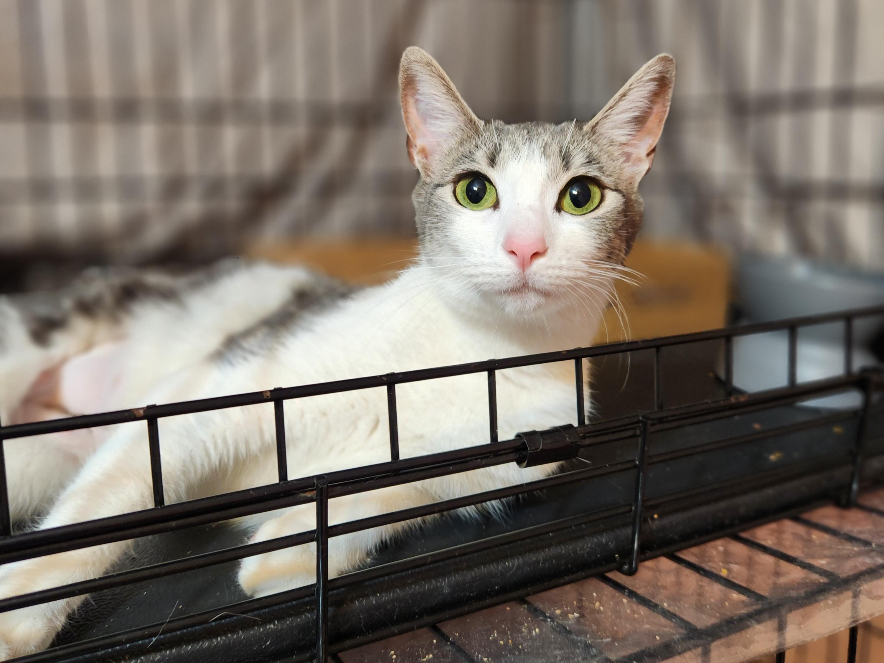 Missouri, a Adoptable Domestic Short Hair in Sudbury, MA image 2/2