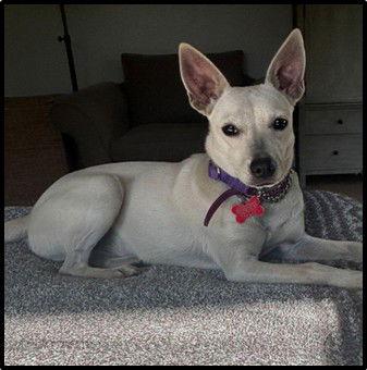 Iris, a Adopted mixed breed in San Diego, CA image 1/3