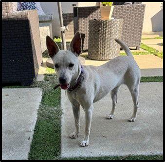 Iris, a Adopted mixed breed in San Diego, CA image 2/3