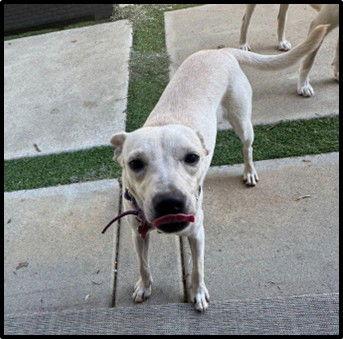 Iris, a Adopted mixed breed in San Diego, CA image 3/3