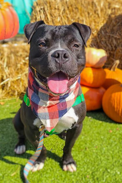 Elliot Page thumbnail 3