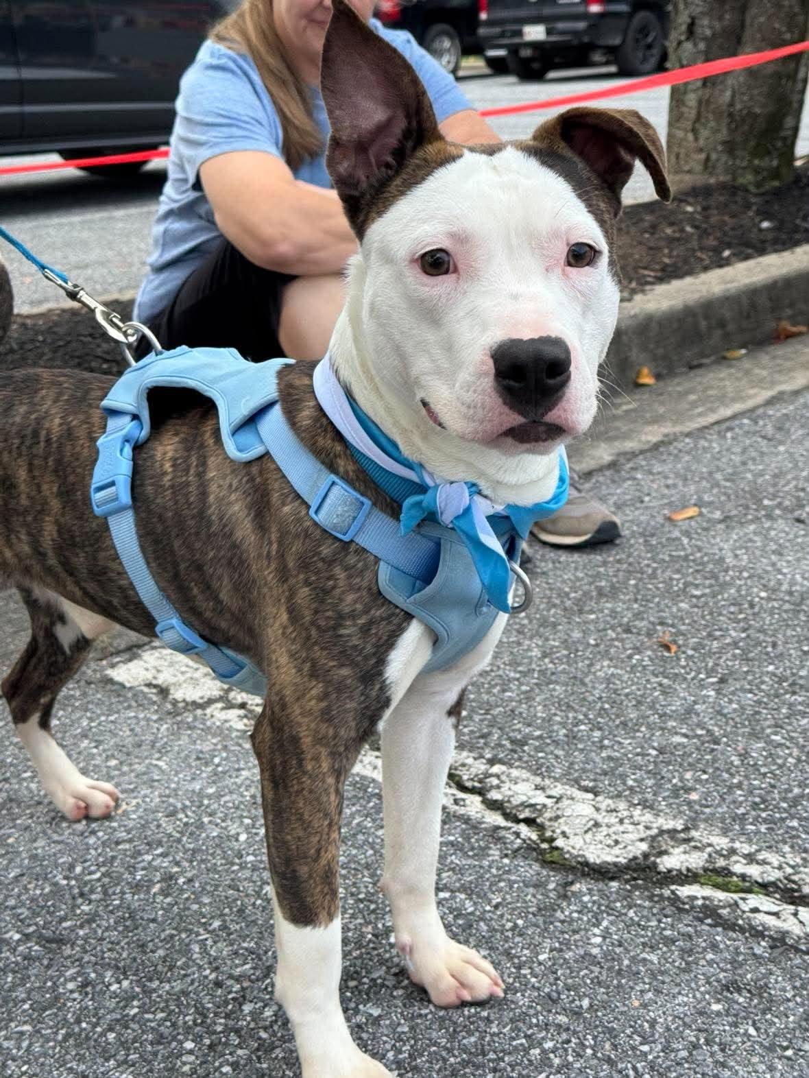 Milo, Adoptable, Young Male Pit Bull Terrier.