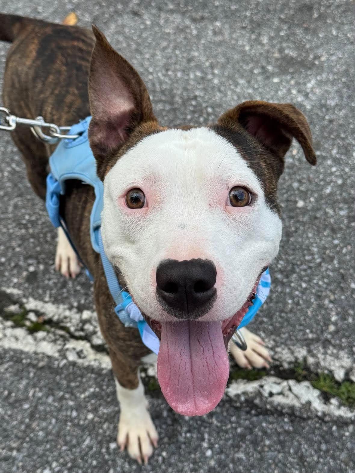 Enlarge Milo, a Adoptable Pit Bull Terrier in Rockville, MD image 2/3