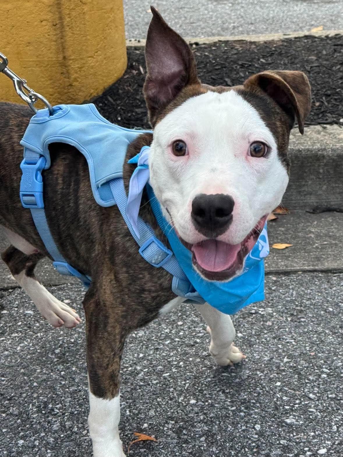 Enlarge Milo, a Adoptable Pit Bull Terrier in Rockville, MD image 3/3