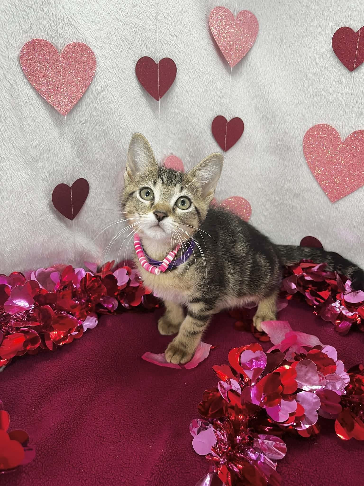 Michaela, ADOPTABLE, Kitten Female Tabby.