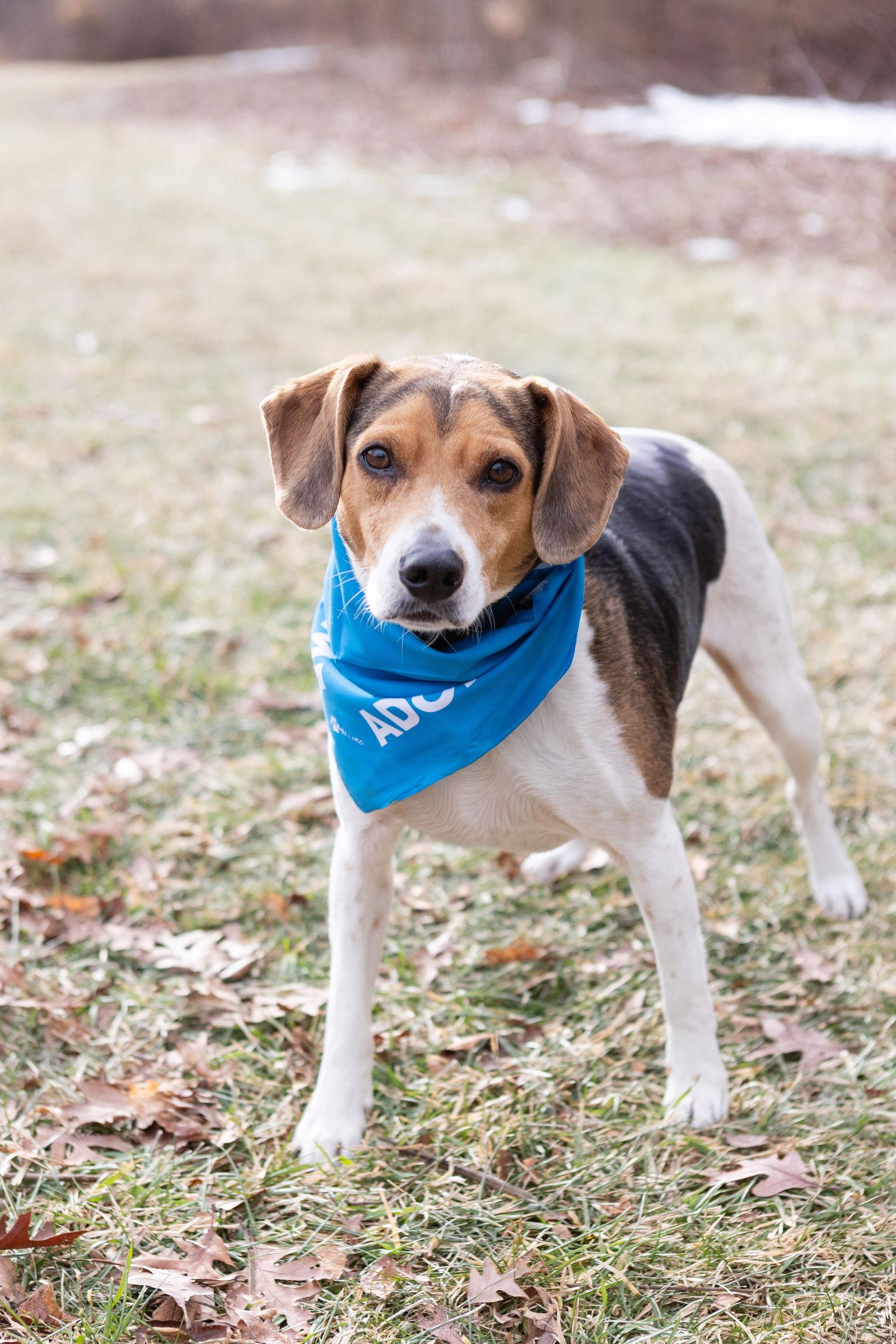 Enlarge Blue, a Adoptable Beagle in Crete, IL image 1/3