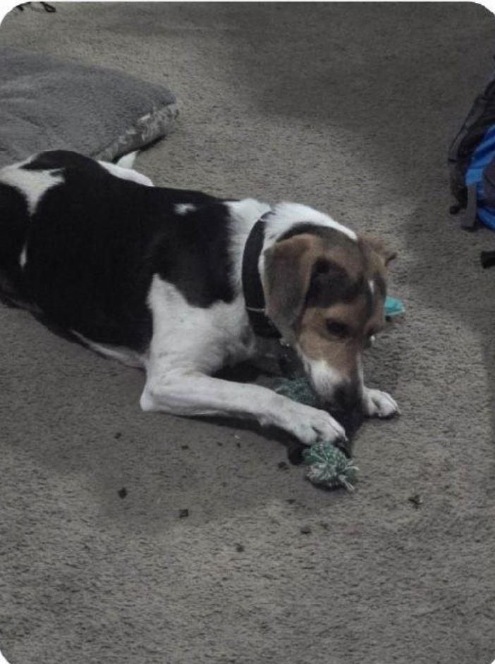Blue, Adoptable, Young Male Beagle.