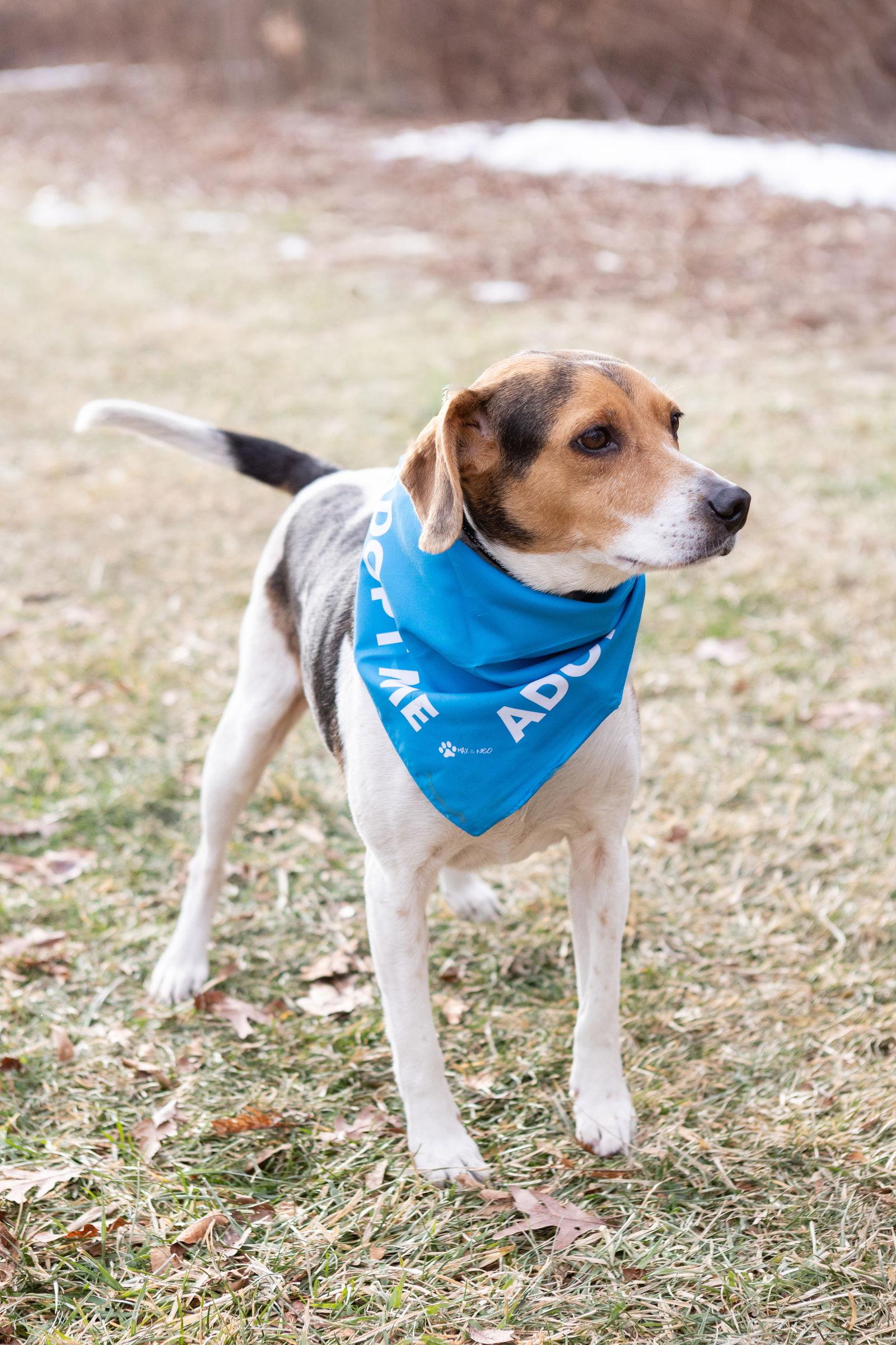 Enlarge Blue, a Adoptable Beagle in Crete, IL image 2/3