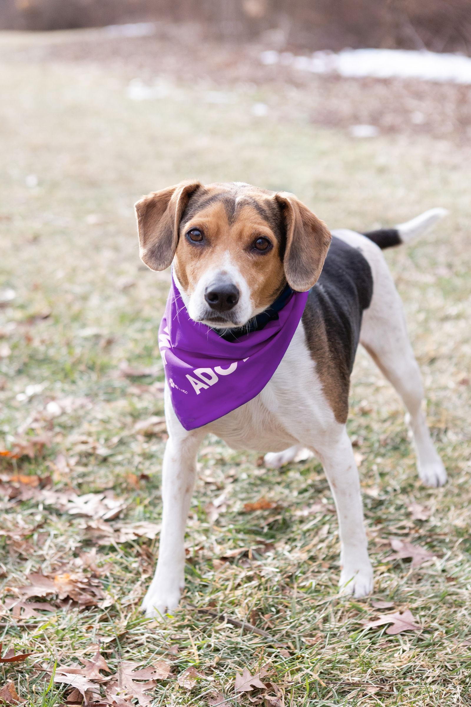 Enlarge Blue, a Adoptable Beagle in Crete, IL image 3/3