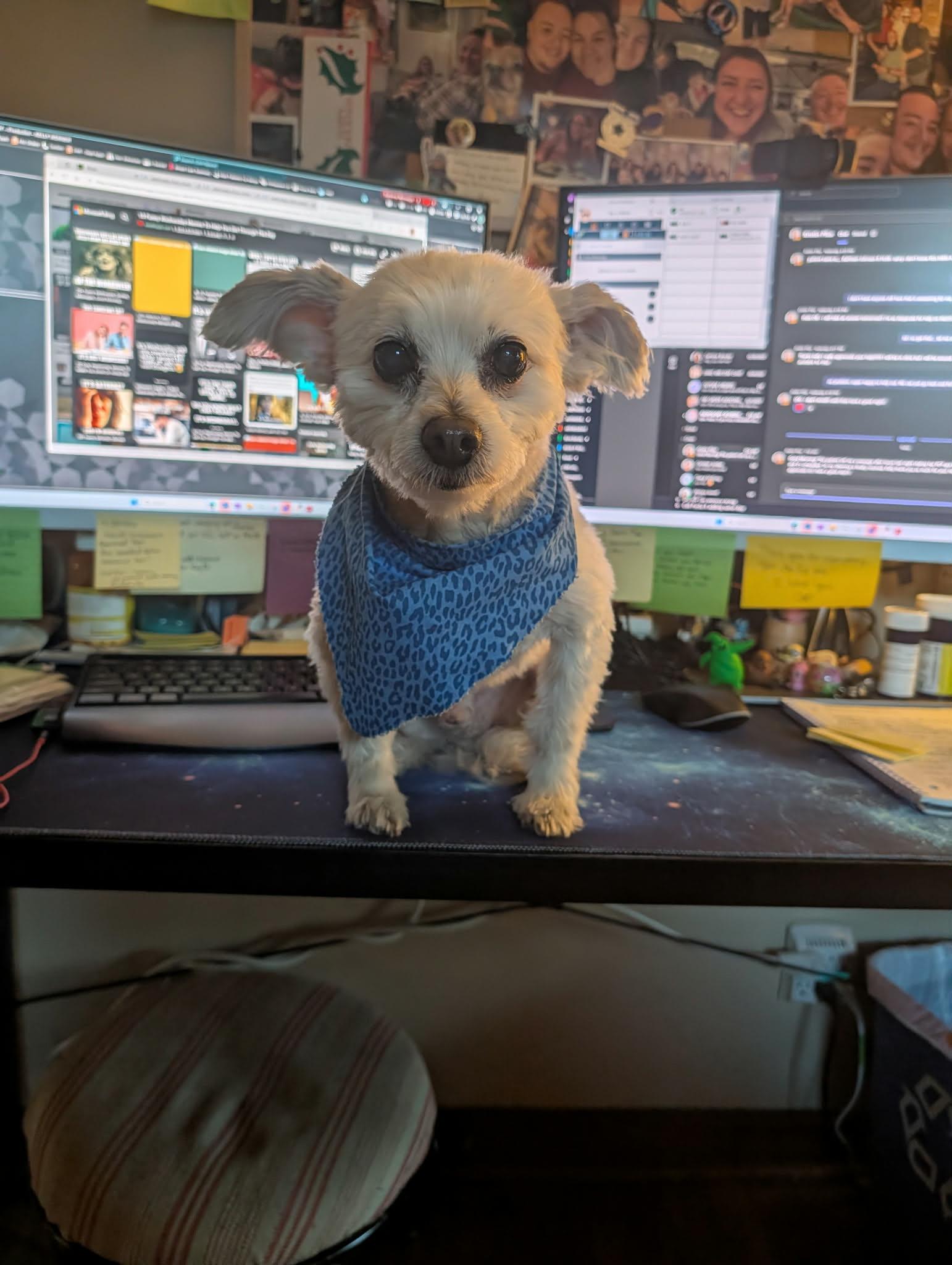 Tobin, adopted, Senior Male Pomapoo.