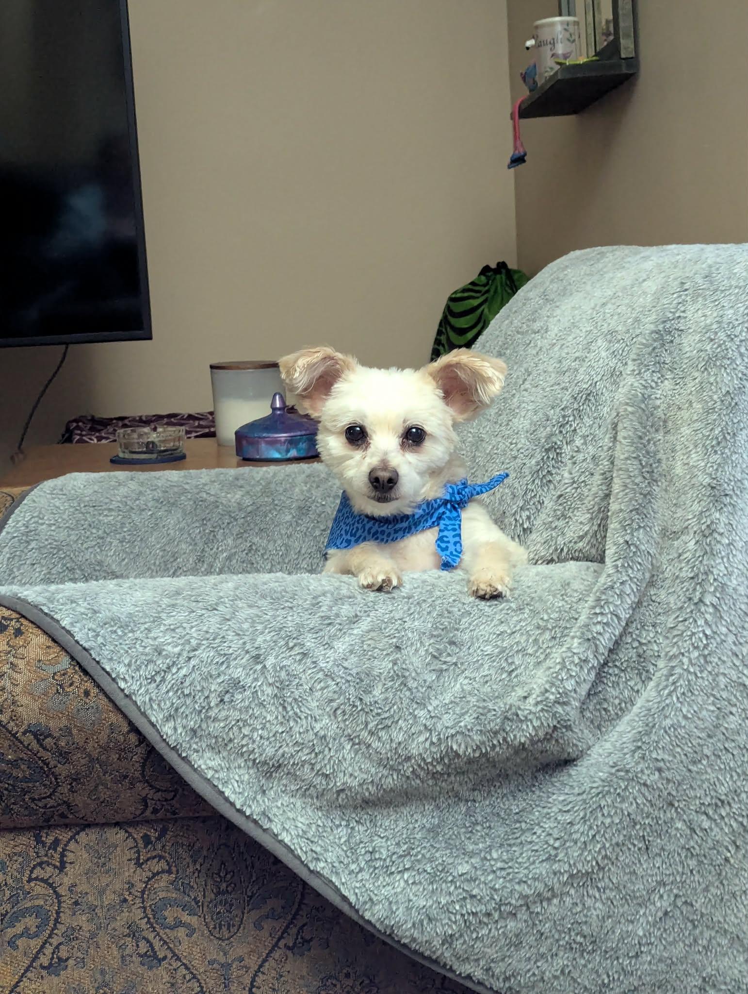 Enlarge Tobin, an adopted Pomapoo in Overland Park, KS image 2/4