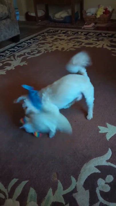 Enlarge Tobin, an adopted Pomapoo in Overland Park, KS video 4/4