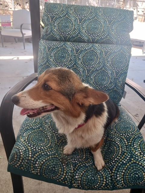 Enlarge Millie and Milo - Must be adopted together, a Adoptable Corgi in Kannapolis, NC image 3/5