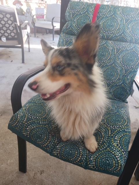 Enlarge Millie and Milo - Must be adopted together, a Adoptable Corgi in Kannapolis, NC image 4/5