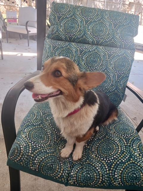 Enlarge Millie and Milo - Must be adopted together, a Adoptable Corgi in Kannapolis, NC image 2/5