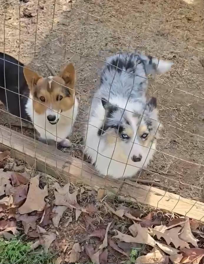 Enlarge Millie and Milo - Must be adopted together, a Adoptable Corgi in Kannapolis, NC image 1/5