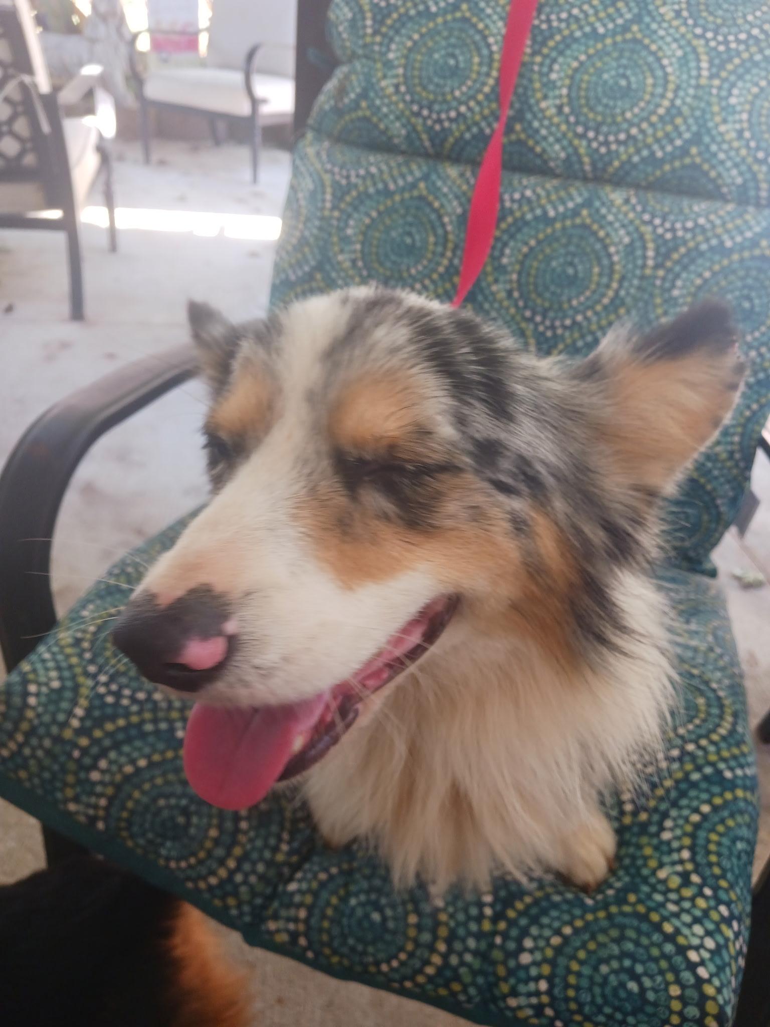 Enlarge Millie and Milo - Must be adopted together, a Adoptable Corgi in Kannapolis, NC image 5/5