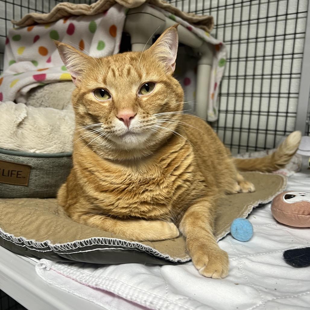 Sam's Club (Bonded with Costco), Adoptable, Adult Male Domestic Short Hair.