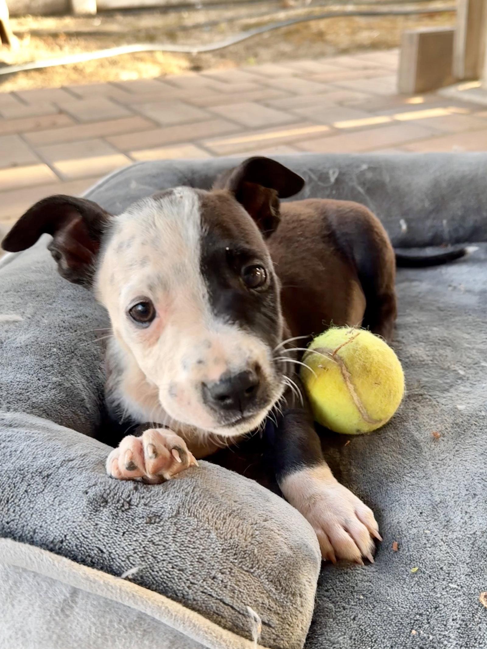 Sheldon, Adopted, Puppy Male Pit Bull Terrier & Corgi.