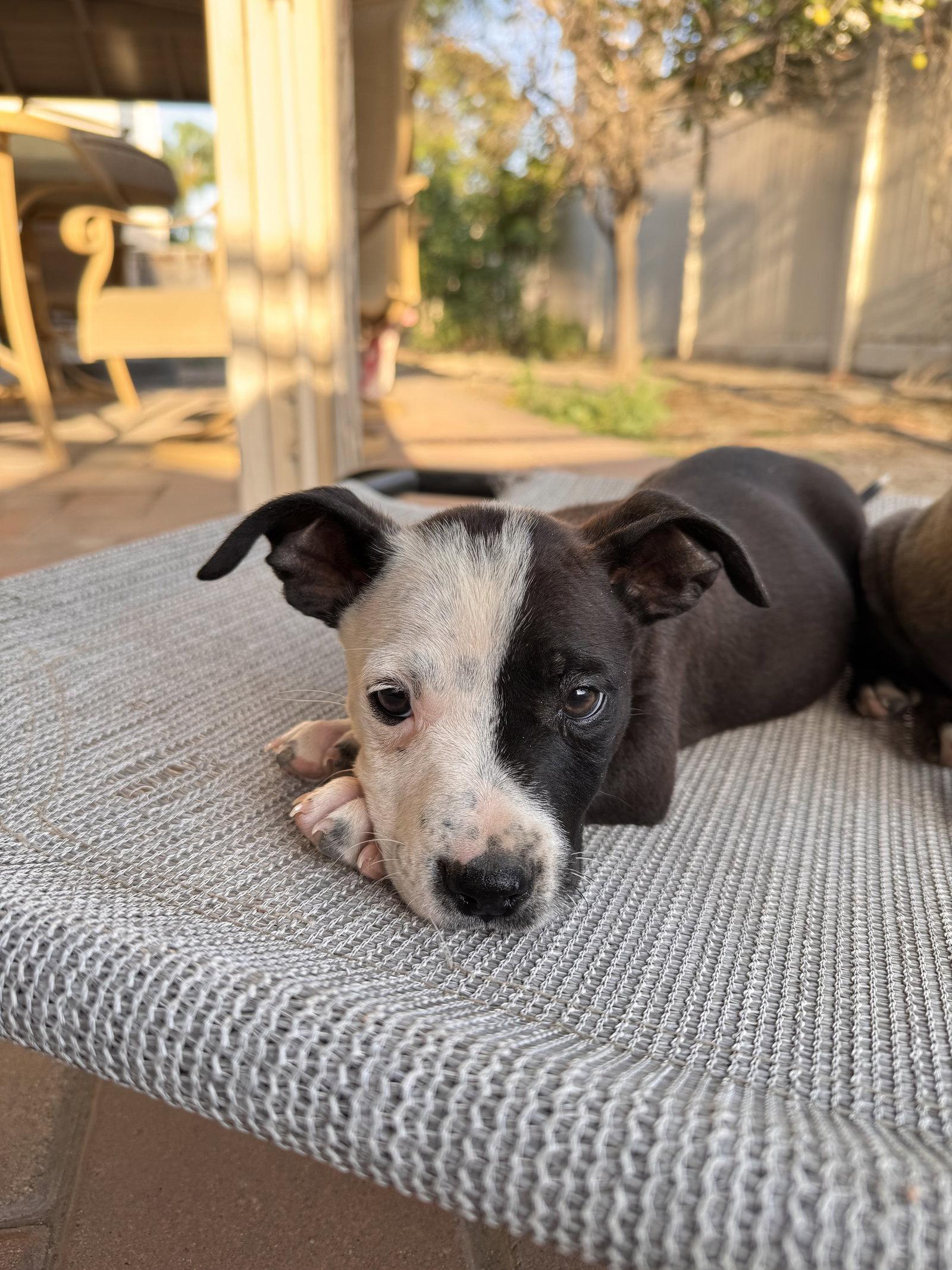 Enlarge Sheldon, a Adopted mixed breed in Fullerton, CA image 2/3