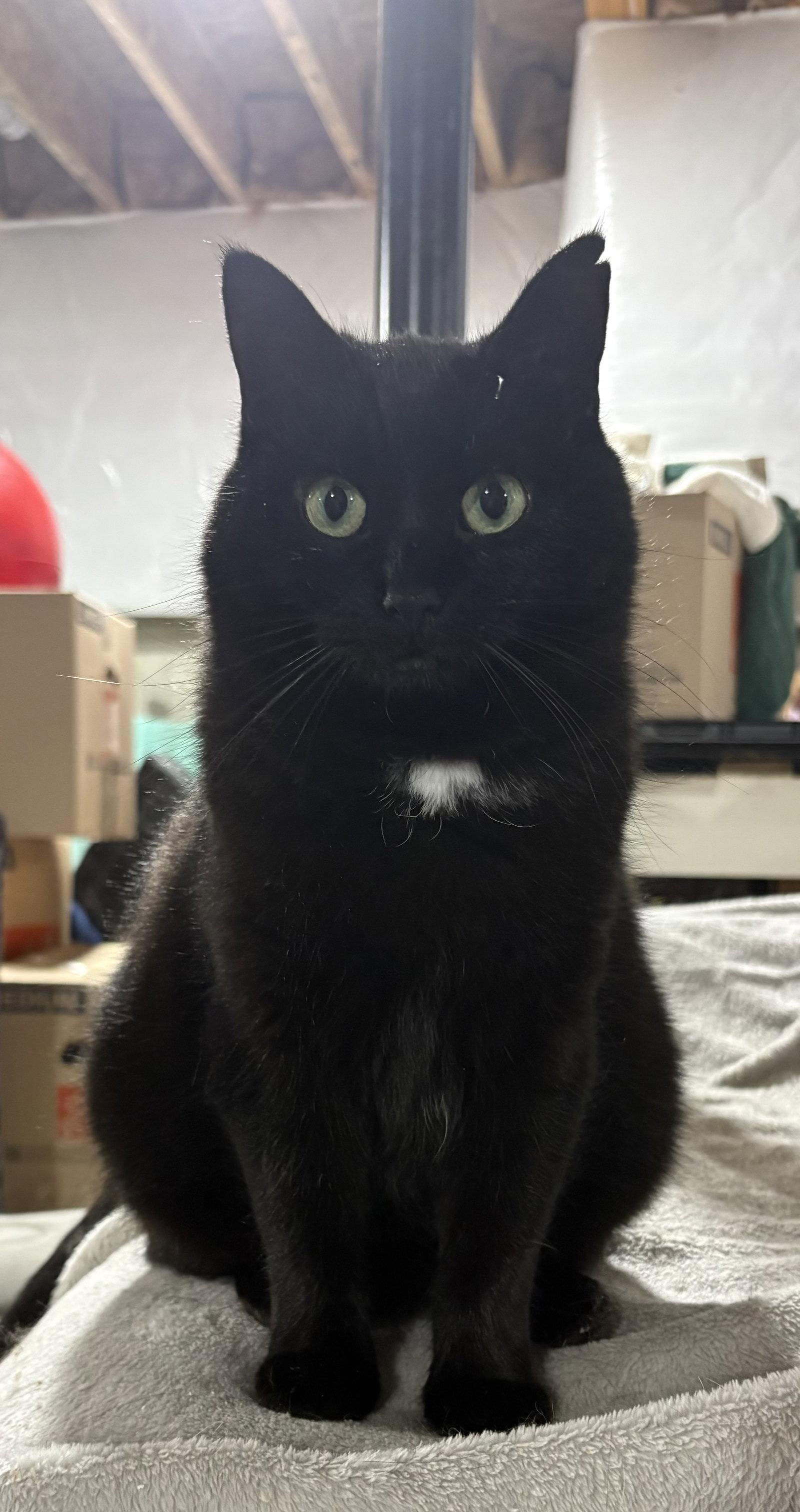 Enlarge Hattie, a Adoptable Domestic Short Hair in Walled Lake, MI image 1/3